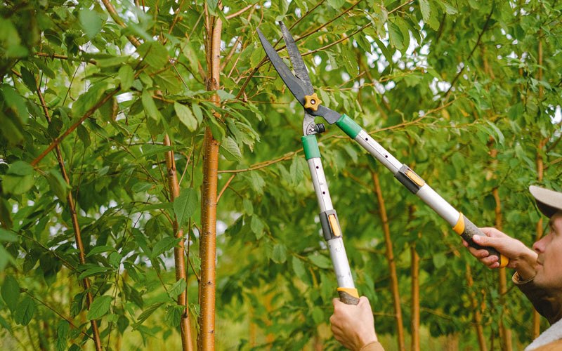Tree trimming in Pembroke Pines, FL